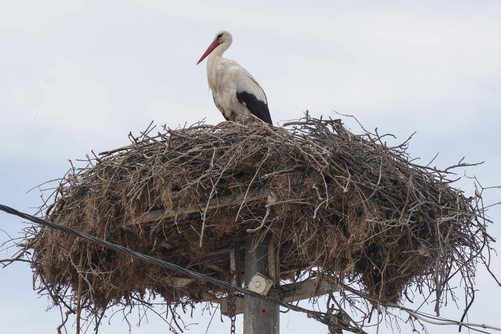 Türkiye’de leylek mevsimi! Konya hep güzergâhlarında 3
