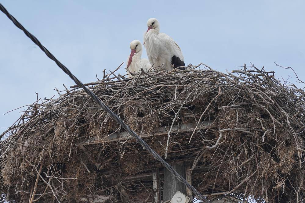 Türkiye’de leylek mevsimi! Konya hep güzergâhlarında 2