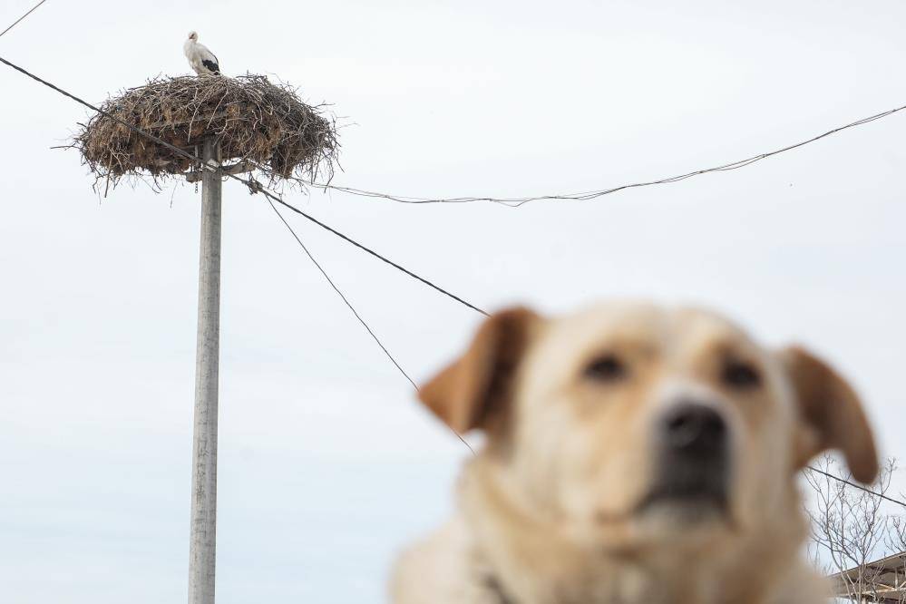 Türkiye’de leylek mevsimi! Konya hep güzergâhlarında 5