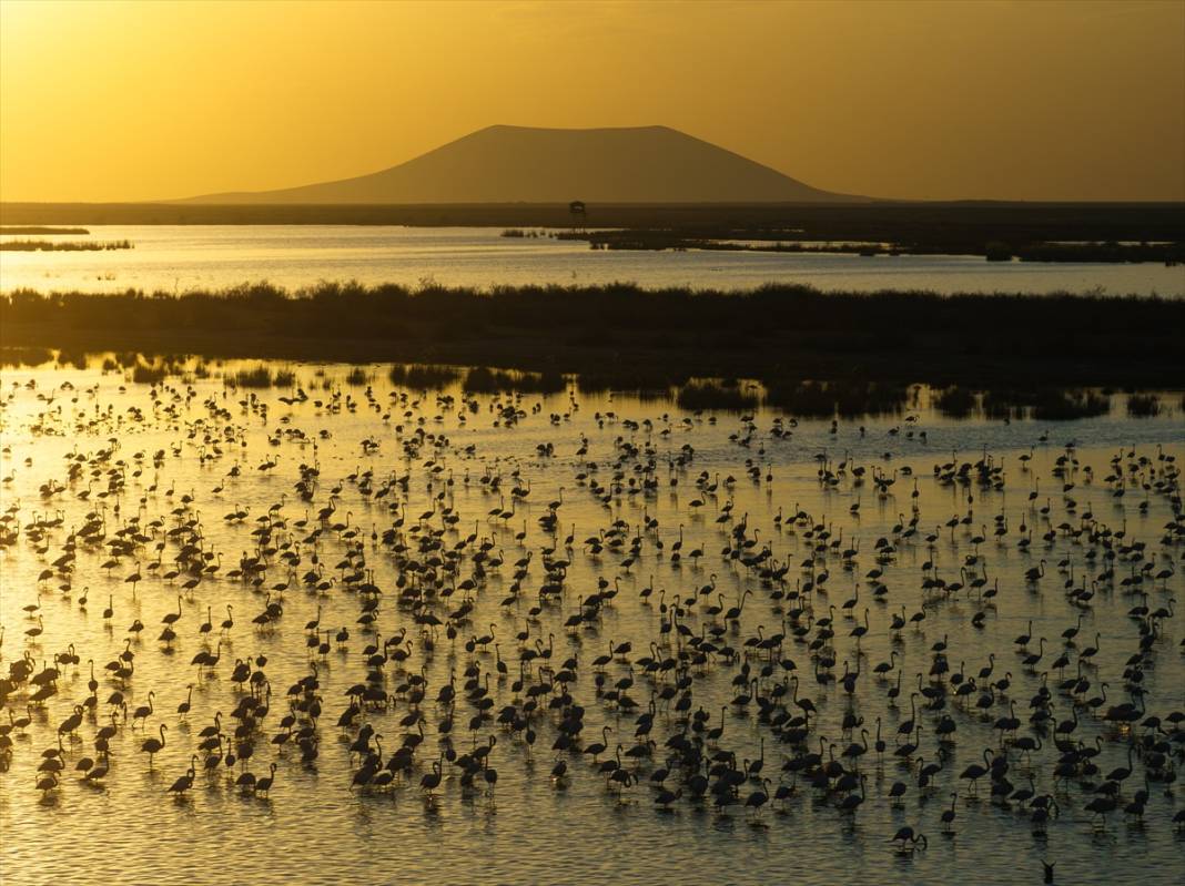 Allı turnalar Konya’nın cennetinde ziyaretçi bekliyor 1