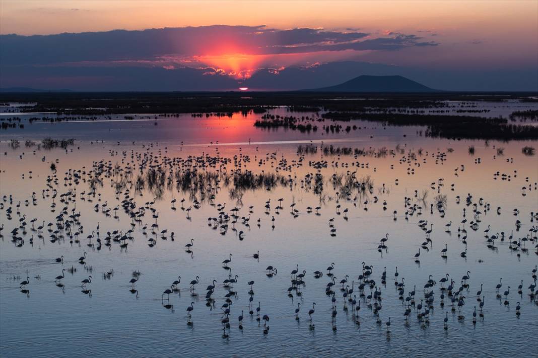 Allı turnalar Konya’nın cennetinde ziyaretçi bekliyor 3