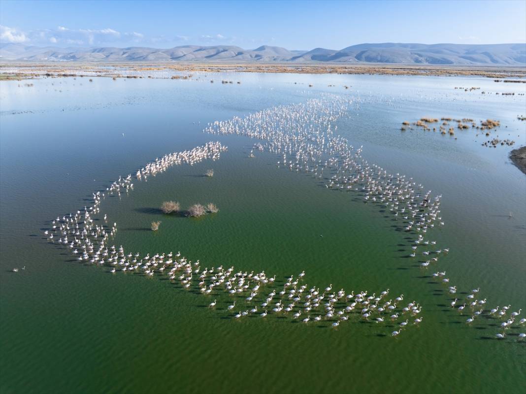 Allı turnalar Konya’nın cennetinde ziyaretçi bekliyor 4