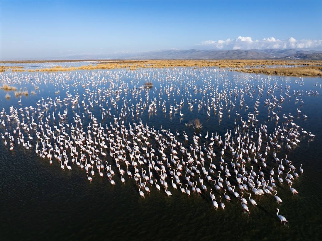 Allı turnalar Konya’nın cennetinde ziyaretçi bekliyor 2