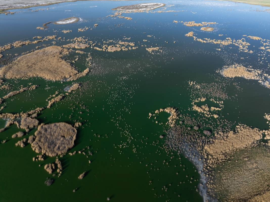 Allı turnalar Konya’nın cennetinde ziyaretçi bekliyor 6