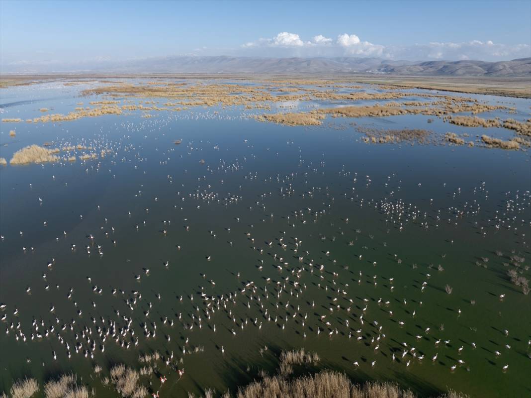 Allı turnalar Konya’nın cennetinde ziyaretçi bekliyor 8
