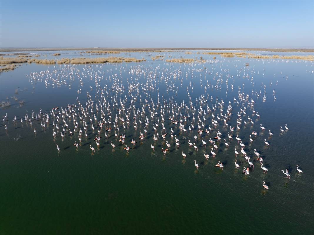Allı turnalar Konya’nın cennetinde ziyaretçi bekliyor 9