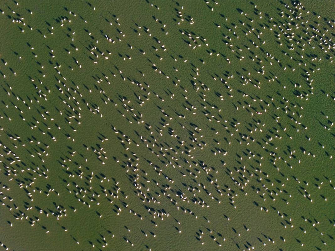 Allı turnalar Konya’nın cennetinde ziyaretçi bekliyor 5