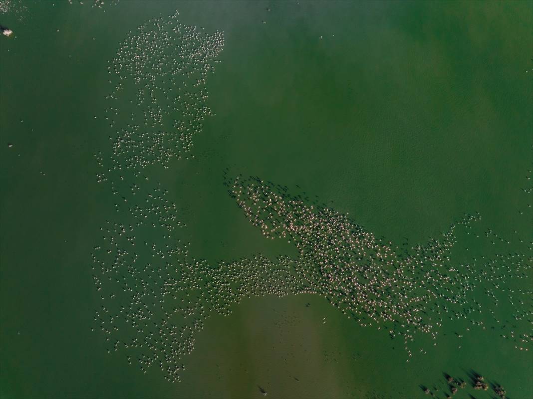 Allı turnalar Konya’nın cennetinde ziyaretçi bekliyor 7