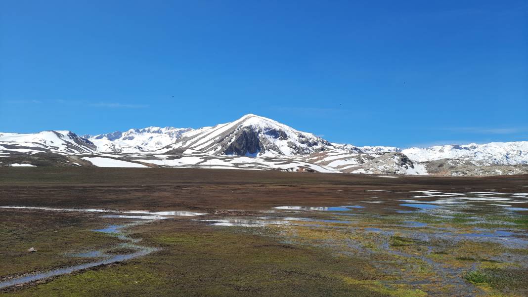 Torosların endemik hazinesi açtı, Konyalılar hayran kaldı 9