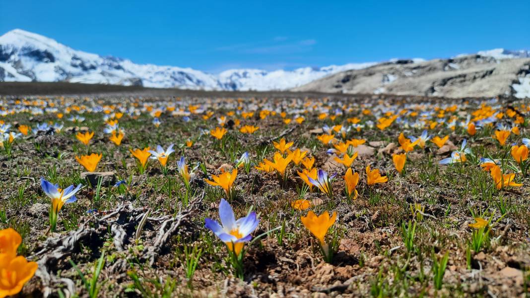 Torosların endemik hazinesi açtı, Konyalılar hayran kaldı 3