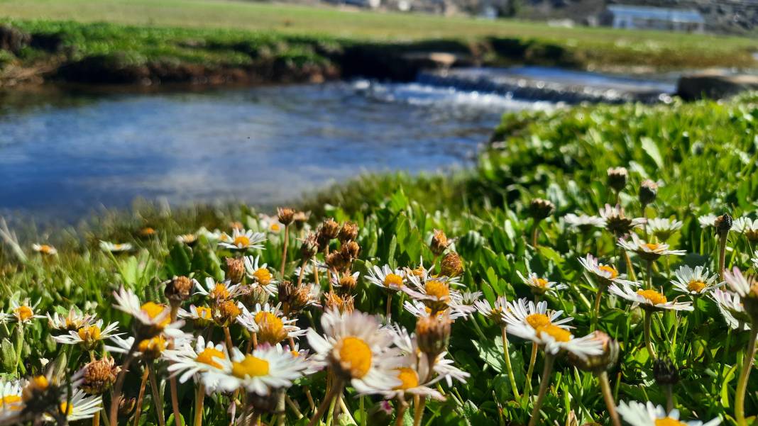 Torosların endemik hazinesi açtı, Konyalılar hayran kaldı 4