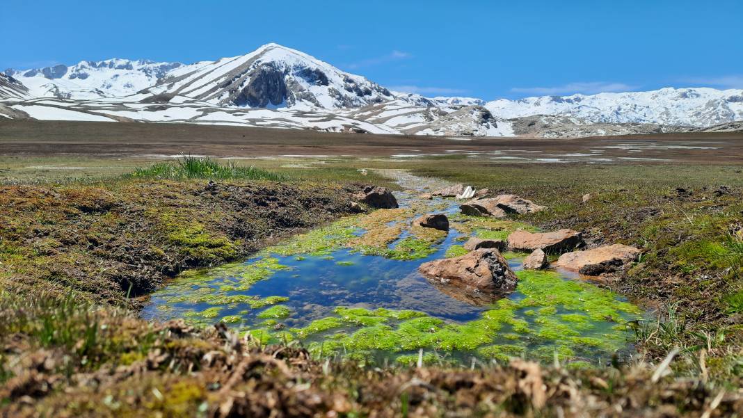 Torosların endemik hazinesi açtı, Konyalılar hayran kaldı 1