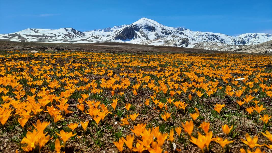 Torosların endemik hazinesi açtı, Konyalılar hayran kaldı 2