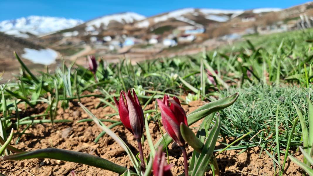 Torosların endemik hazinesi açtı, Konyalılar hayran kaldı 5