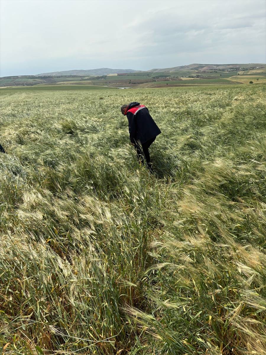 Yumurta büyüklüğünde dolu bir şehri talan etti 1