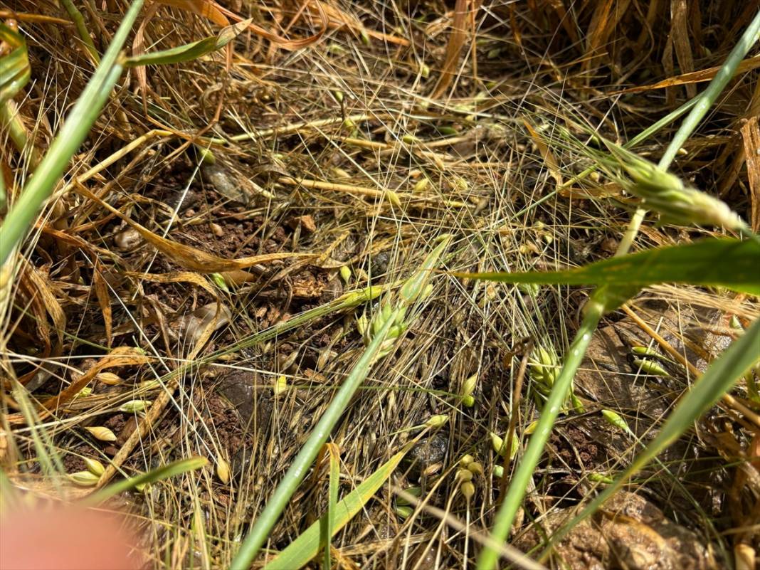 Yumurta büyüklüğünde dolu bir şehri talan etti 3