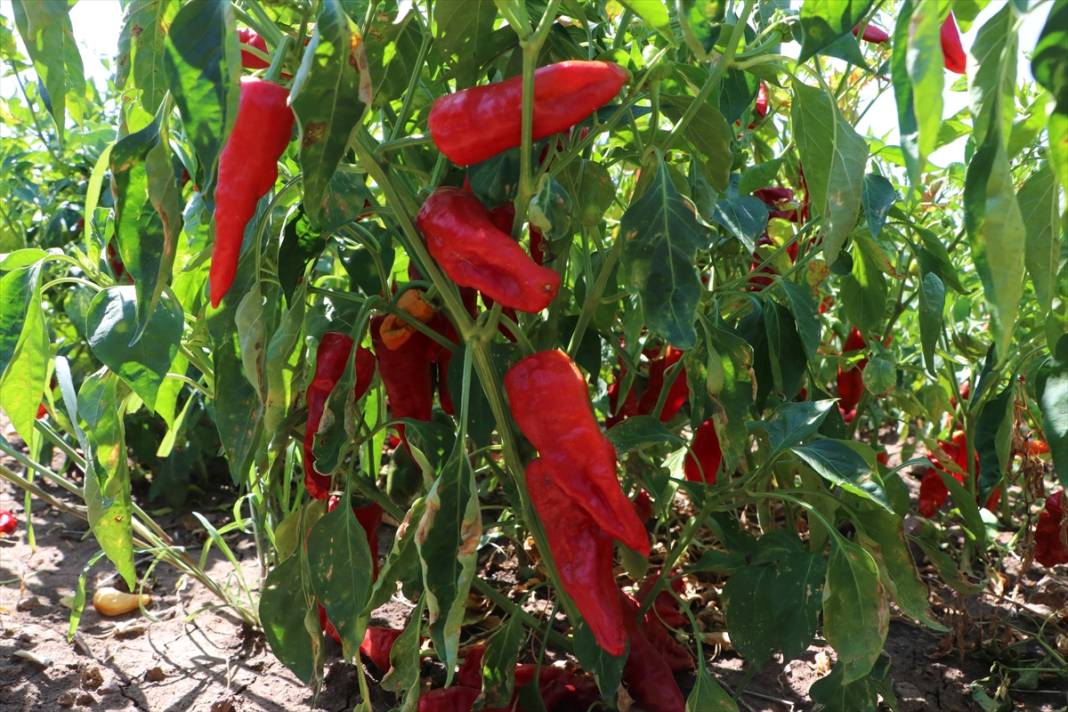 Tarlada hasat, evlerde salça sezonu başladı 1