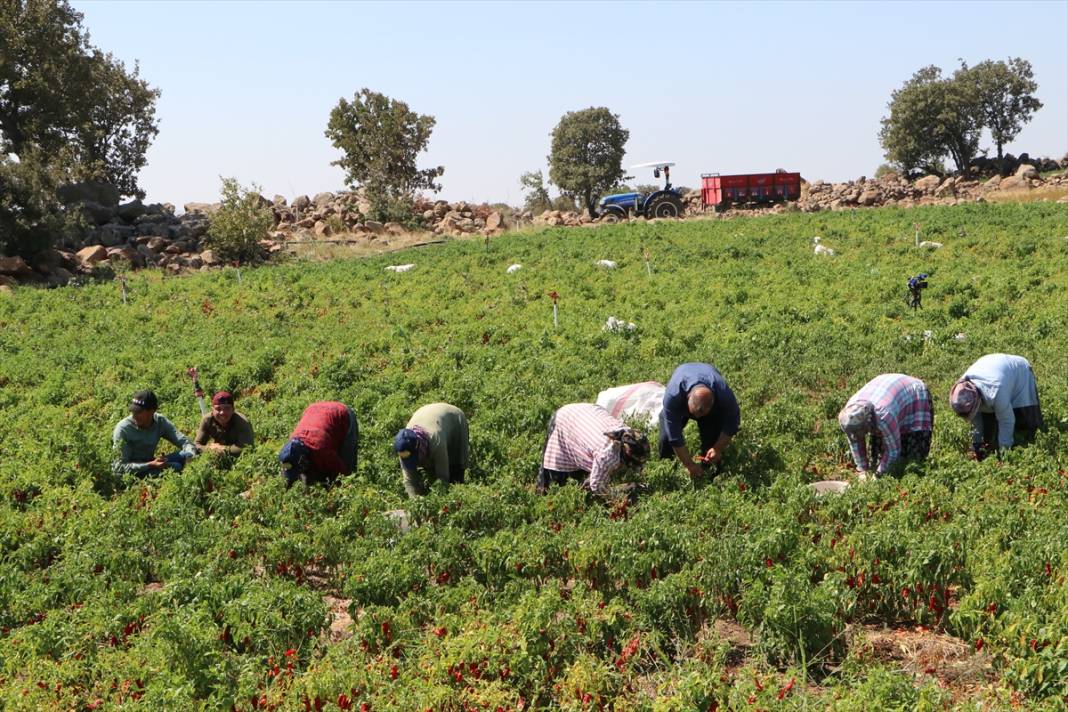 Tarlada hasat, evlerde salça sezonu başladı 2