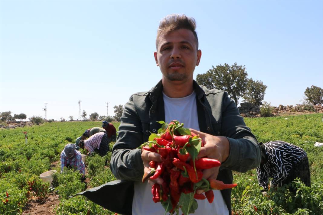 Tarlada hasat, evlerde salça sezonu başladı 4