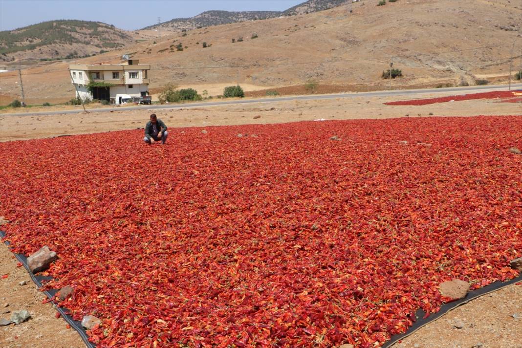 Tarlada hasat, evlerde salça sezonu başladı 10