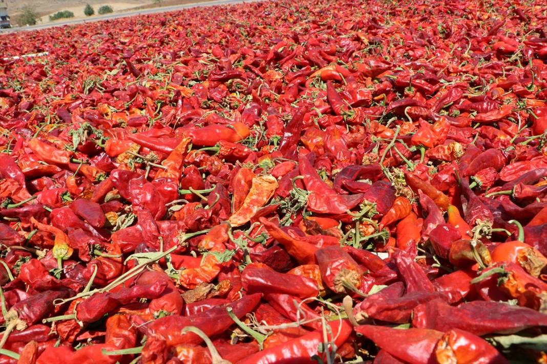 Tarlada hasat, evlerde salça sezonu başladı 9