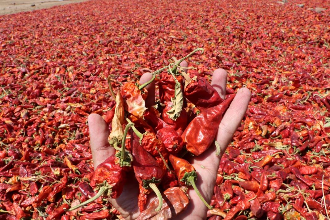 Tarlada hasat, evlerde salça sezonu başladı 12