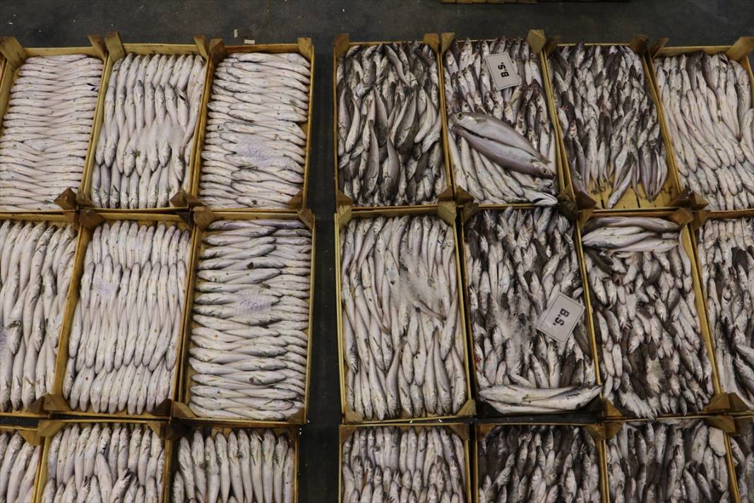 Derya kuzuları için “vira bismillah” denildi! Ağlar doldu, balıkçılar umutlu 4