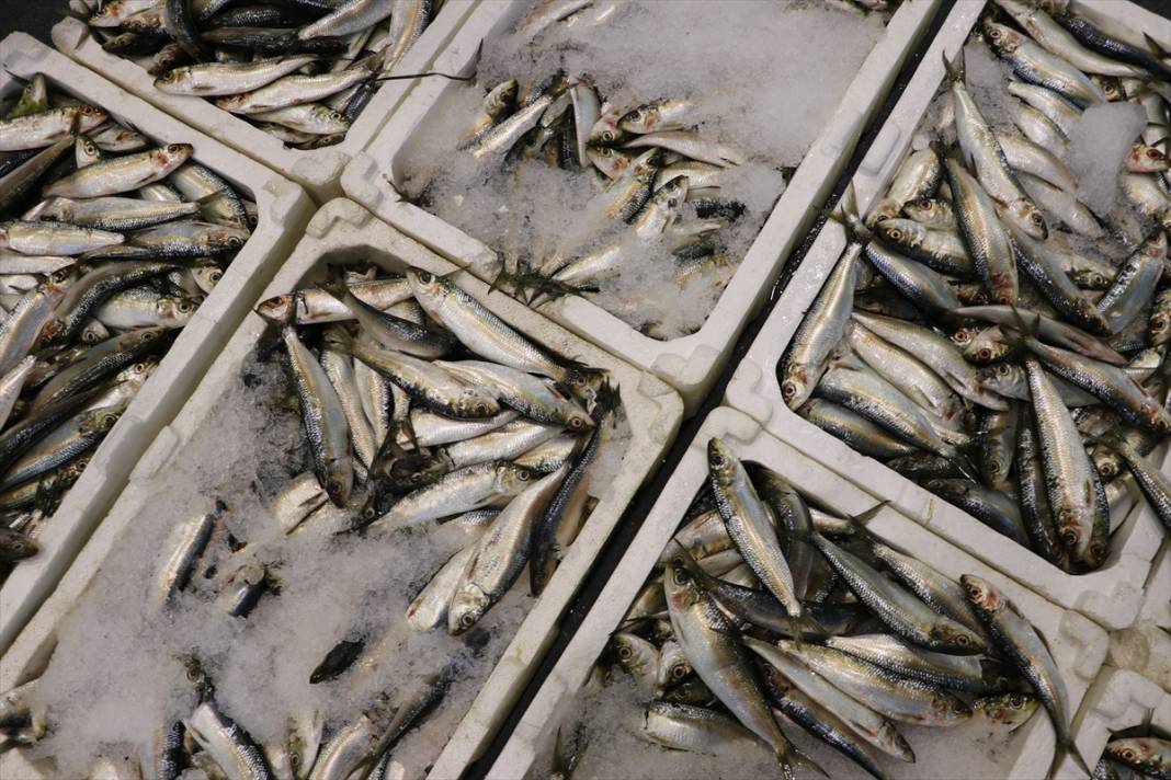 Derya kuzuları için “vira bismillah” denildi! Ağlar doldu, balıkçılar umutlu 7