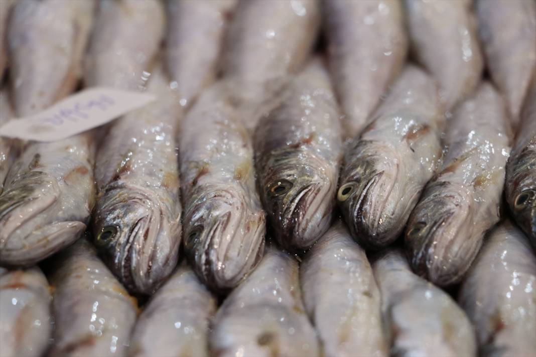 Derya kuzuları için “vira bismillah” denildi! Ağlar doldu, balıkçılar umutlu 11