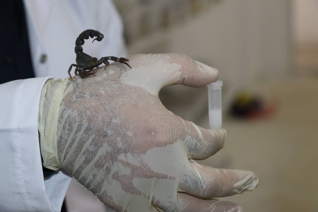 100 gramlık akrep zehri inşaat ustasına 59 milyonluk servet getirdi 3