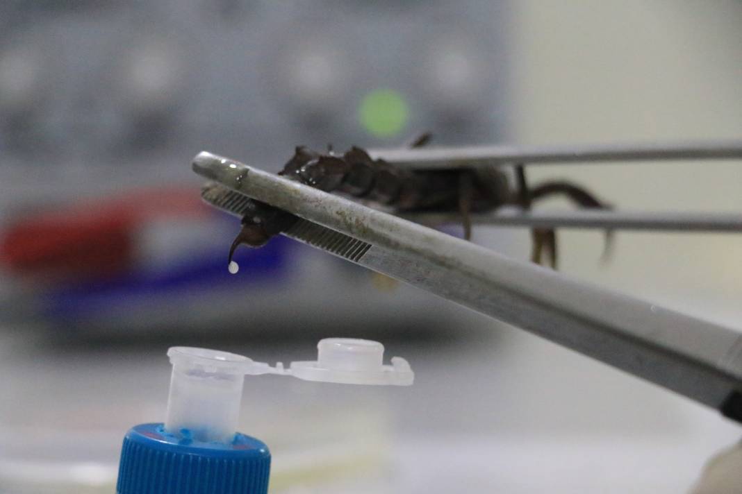 100 gramlık akrep zehri inşaat ustasına 59 milyonluk servet getirdi 1