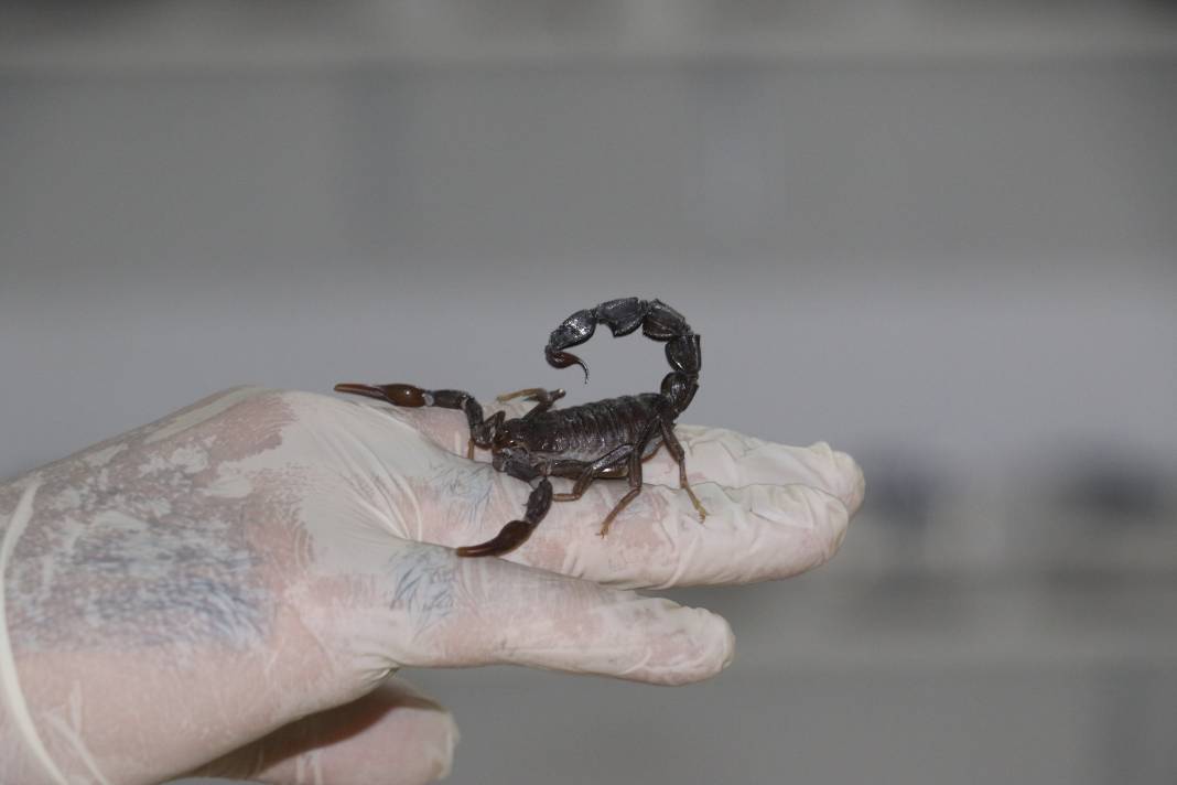 100 gramlık akrep zehri inşaat ustasına 59 milyonluk servet getirdi 2