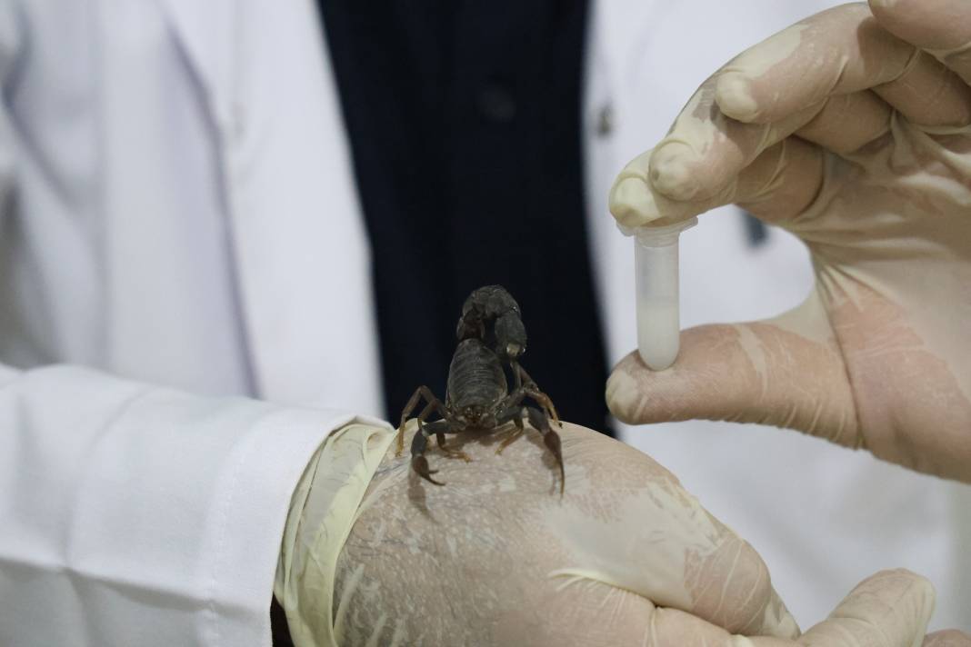 100 gramlık akrep zehri inşaat ustasına 59 milyonluk servet getirdi 9