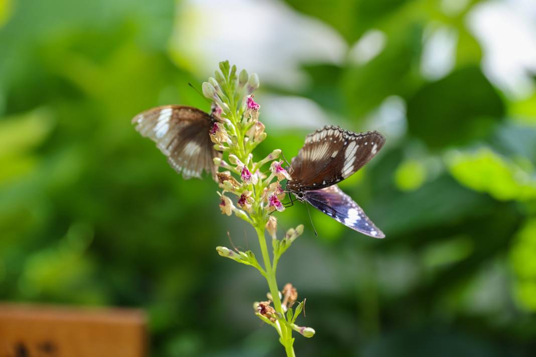 Konya turizminin masalsı dünyası: Tropikal Kelebek Bahçesi 4