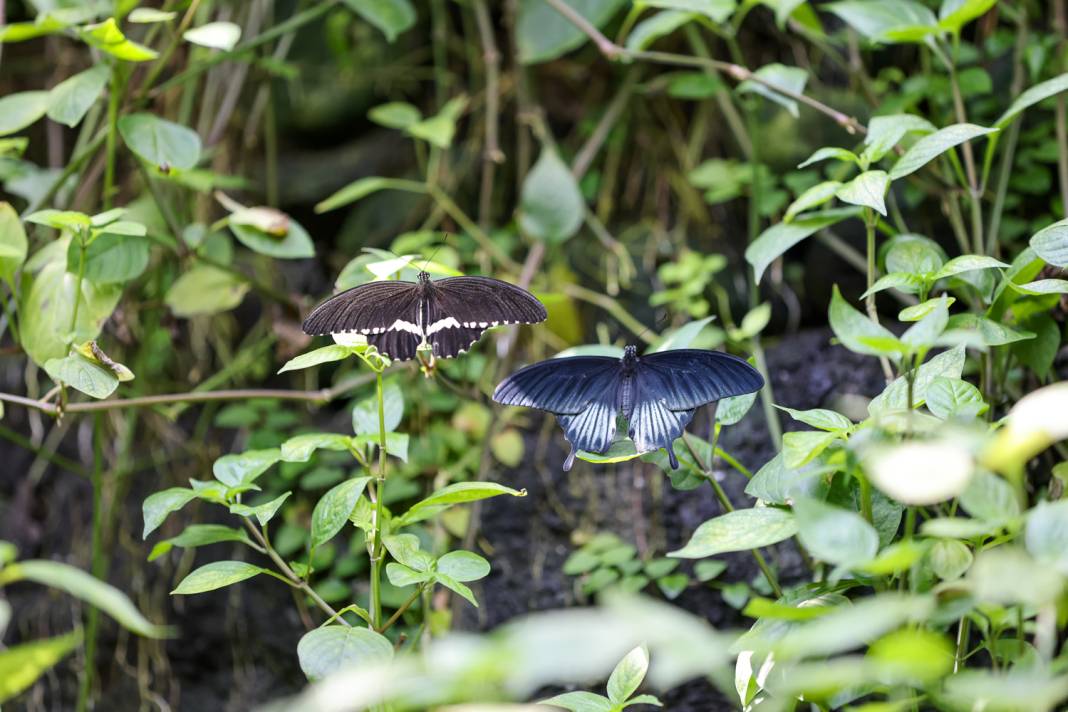 Konya turizminin masalsı dünyası: Tropikal Kelebek Bahçesi 8