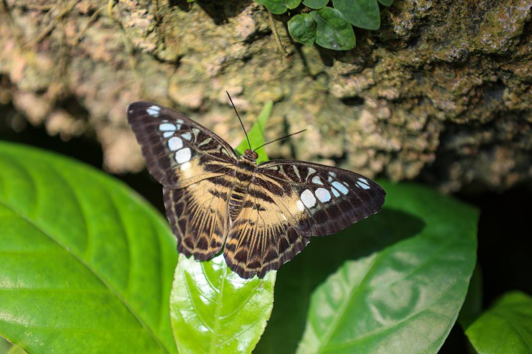 Konya turizminin masalsı dünyası: Tropikal Kelebek Bahçesi 6