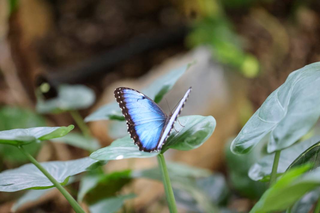 Konya turizminin masalsı dünyası: Tropikal Kelebek Bahçesi 10