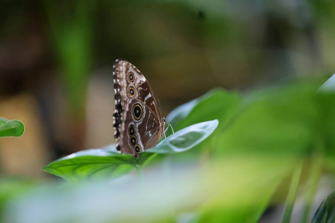 Konya turizminin masalsı dünyası: Tropikal Kelebek Bahçesi 9