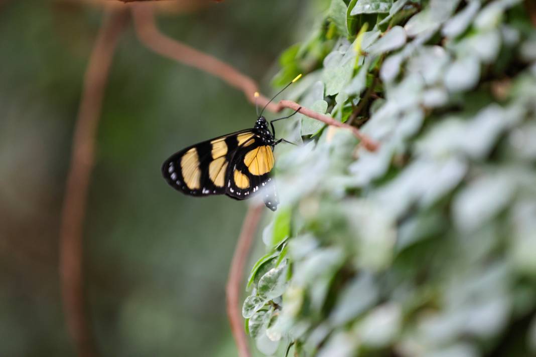 Konya turizminin masalsı dünyası: Tropikal Kelebek Bahçesi 11