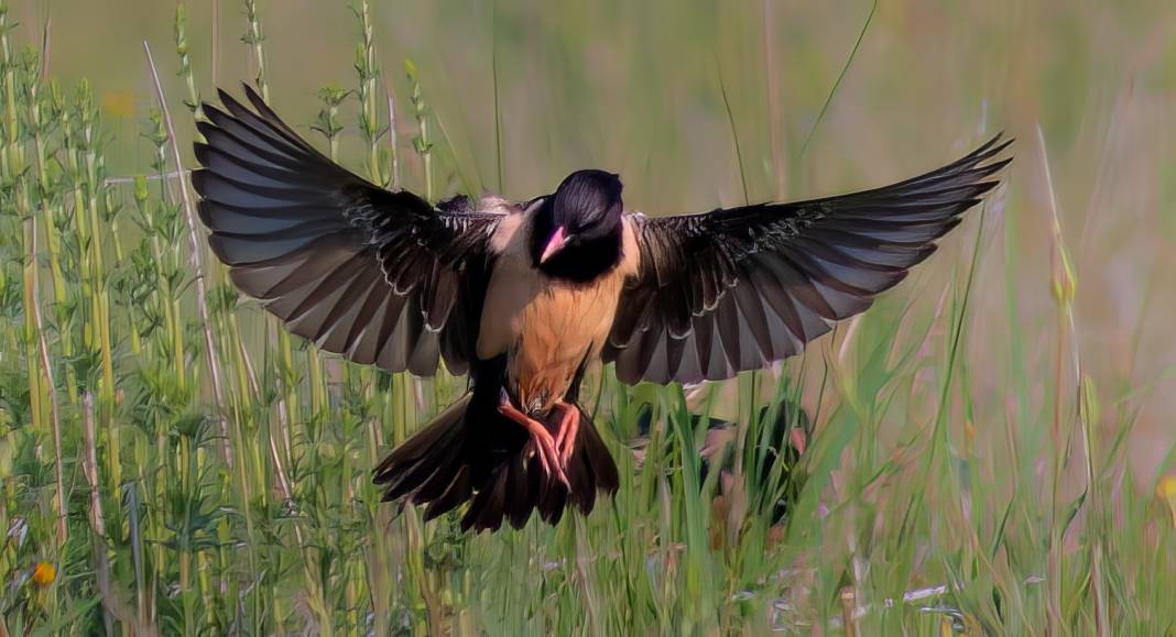 Konya semalarının ihtişamlı kanatları görücüye çıktı 9
