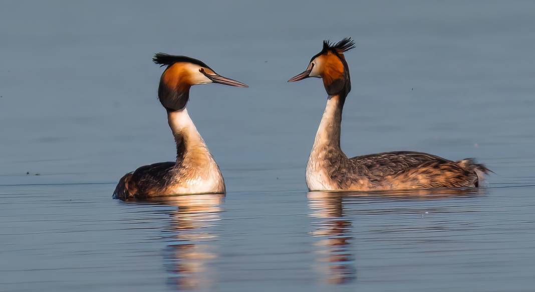 Konya semalarının ihtişamlı kanatları görücüye çıktı 13