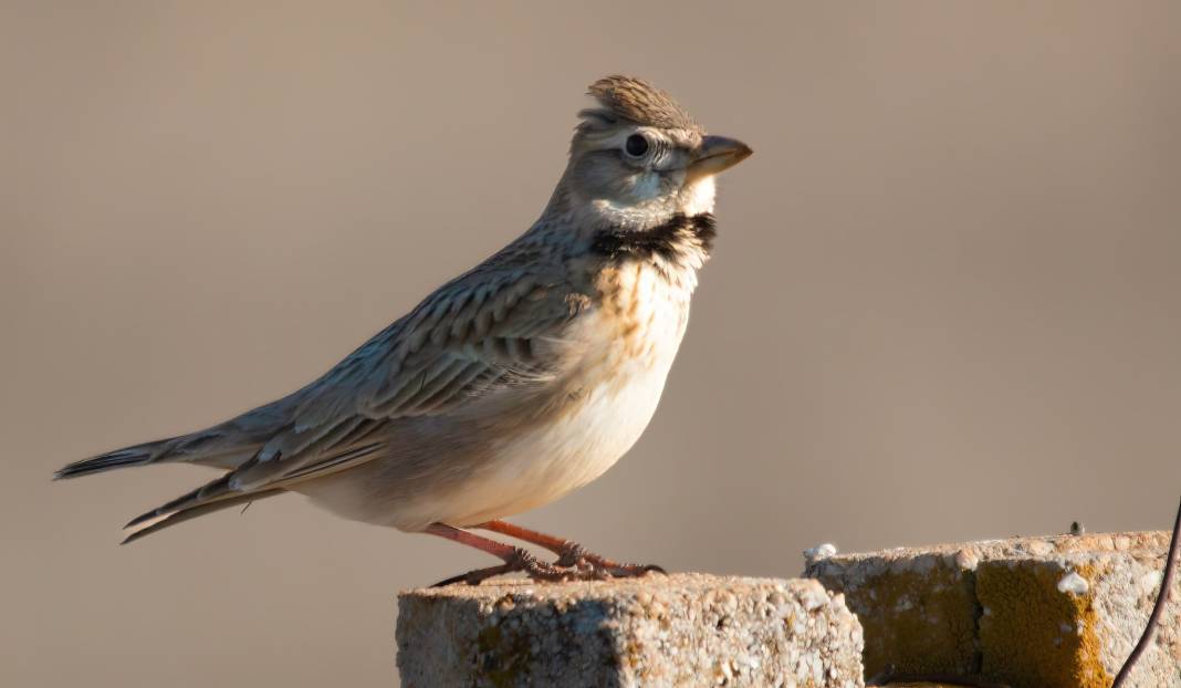 Konya semalarının ihtişamlı kanatları görücüye çıktı 15