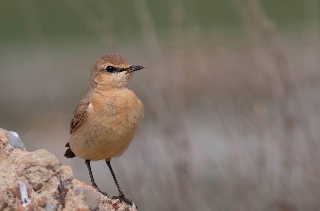 Konya semalarının ihtişamlı kanatları görücüye çıktı 14