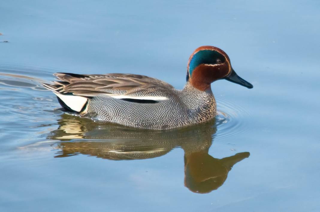 Konya semalarının ihtişamlı kanatları görücüye çıktı 8