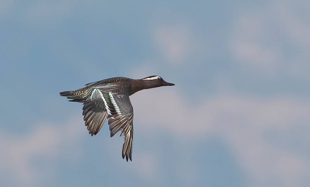 Konya semalarının ihtişamlı kanatları görücüye çıktı 7