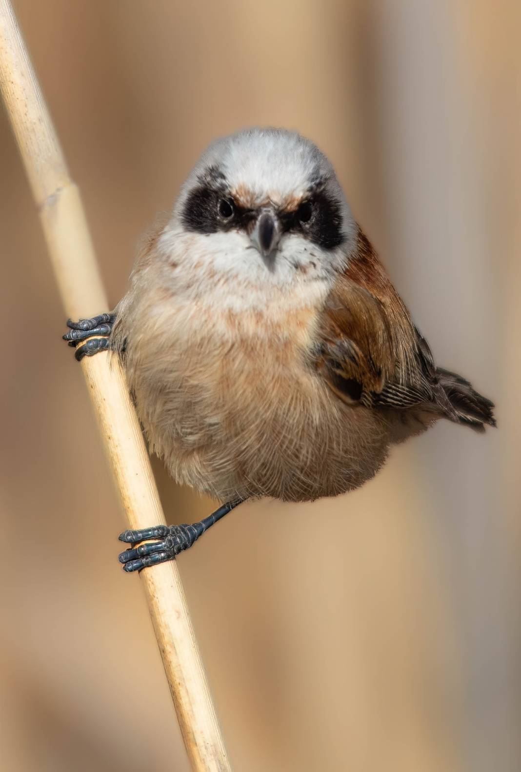 Konya semalarının ihtişamlı kanatları görücüye çıktı 2