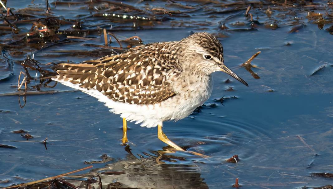 Konya semalarının ihtişamlı kanatları görücüye çıktı 3