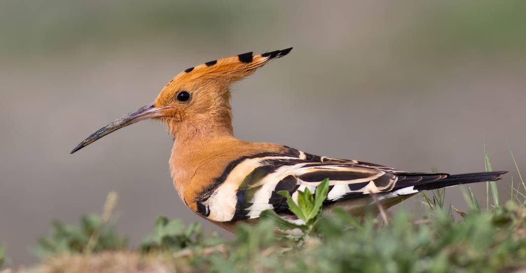 Konya semalarının ihtişamlı kanatları görücüye çıktı 12
