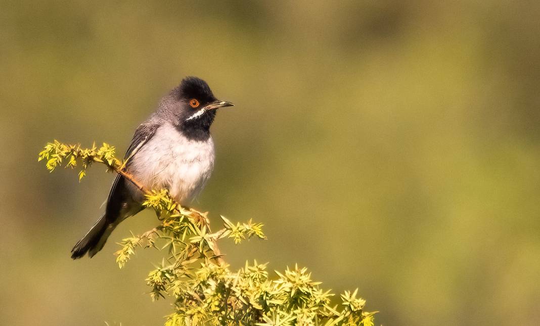 Konya semalarının ihtişamlı kanatları görücüye çıktı 5