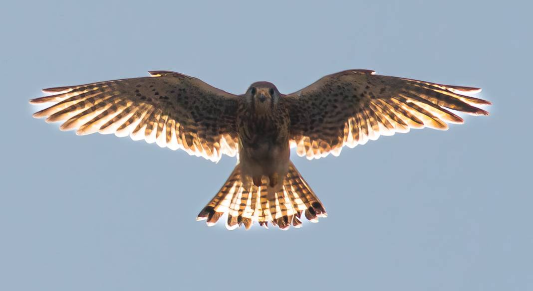 Konya semalarının ihtişamlı kanatları görücüye çıktı 16